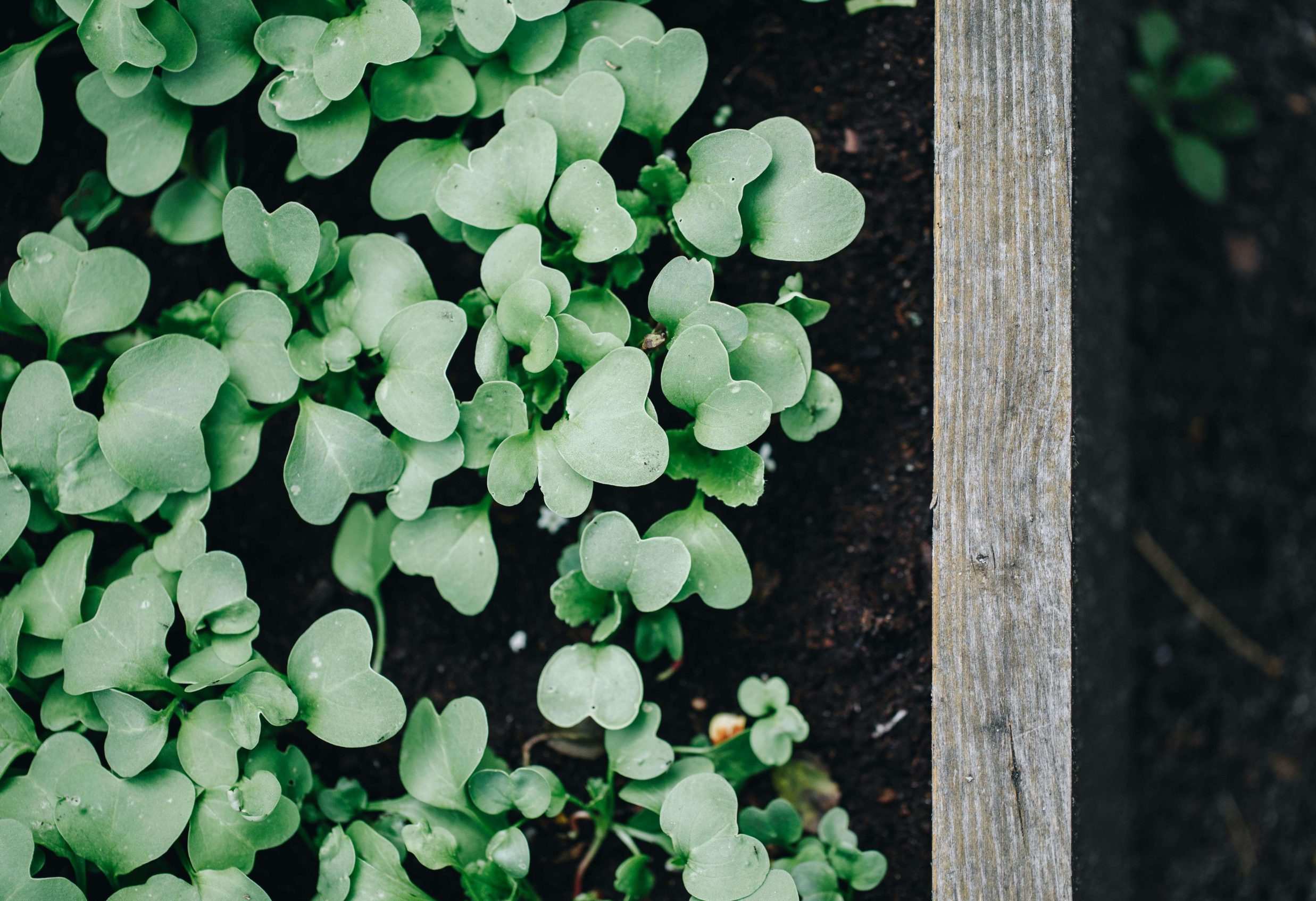 plantjes in aarde